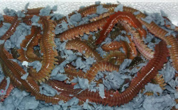 doloma akrovatis