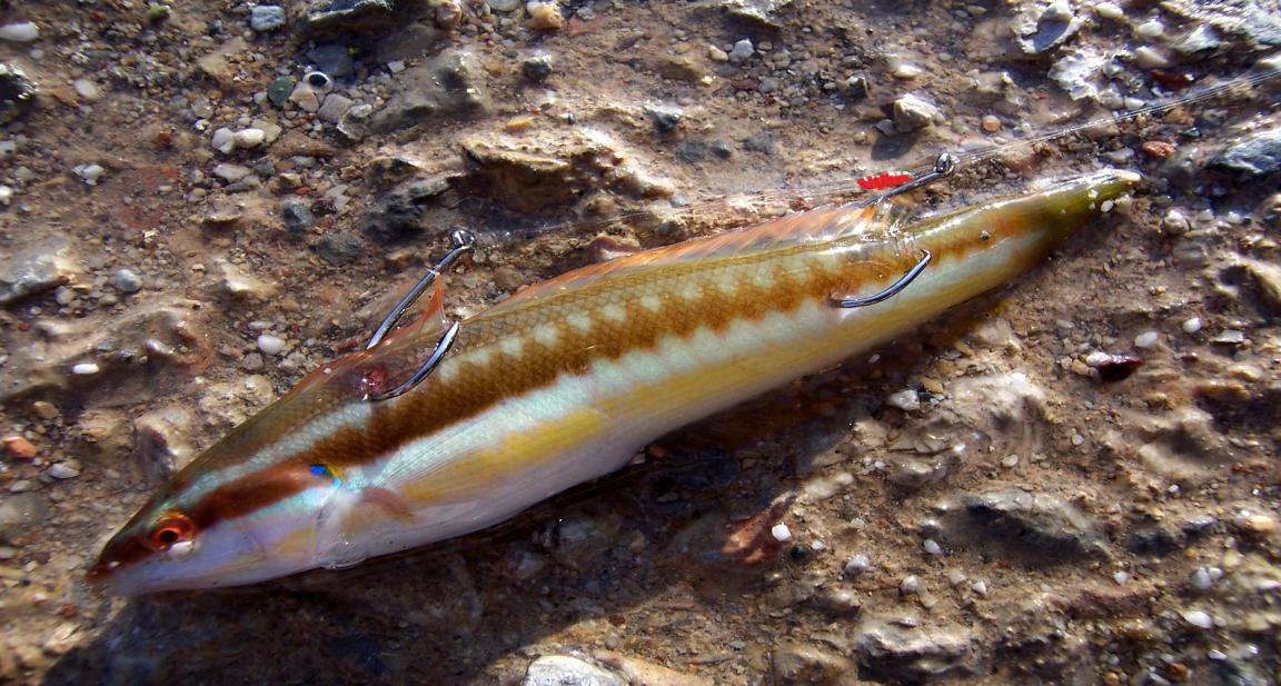zontano doloma