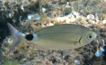 Oblada melanura Sardegna09 5859