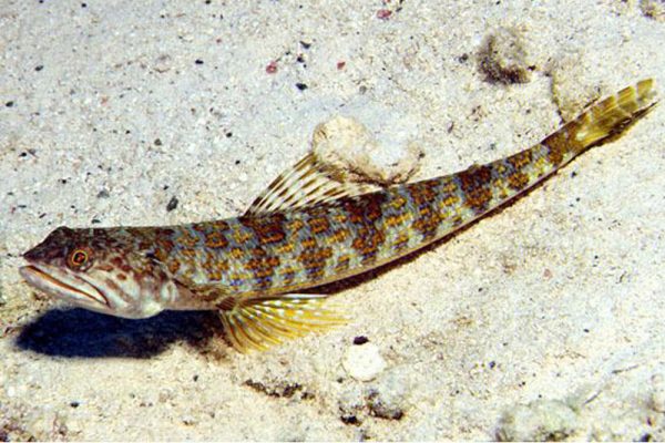 Atlantic lizardfish skarmos